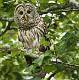 Kirms Photography Barred Owl-4